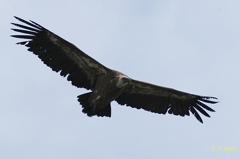 Gyps fulvus